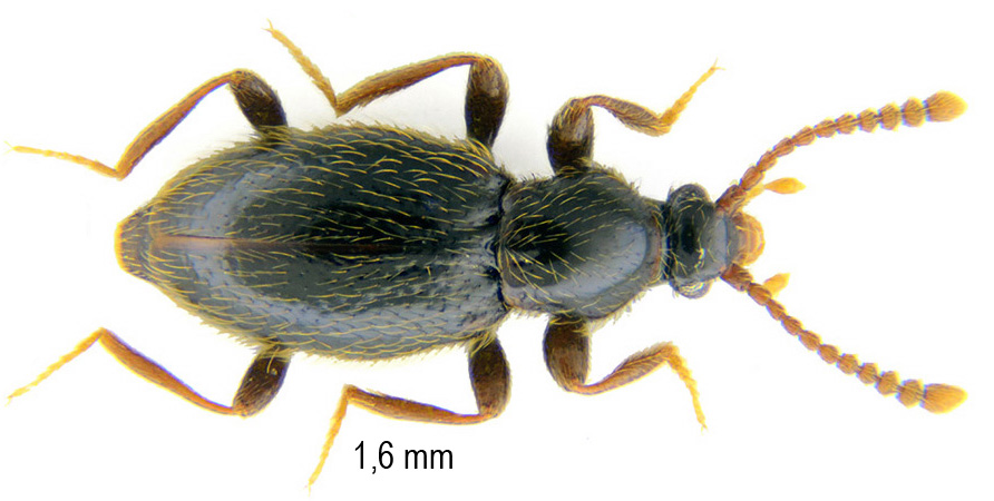 Stenichnus collaris (Müller & Kunze, 1822)